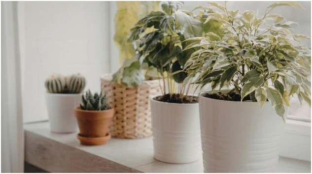 Integrating Indoor Plants for Better Air and Aesthetics